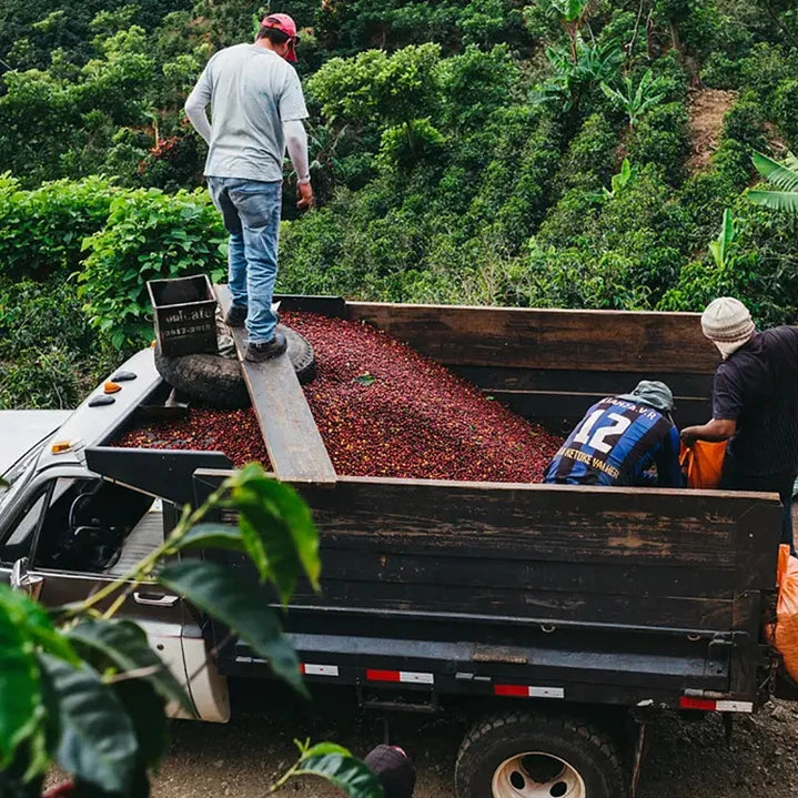 Café Costa Rica Tarrazú