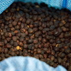 Café Bolivia Catuaí Natural - Nicolás Colque 125 gr