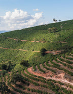 Café Brasil Carmo de Minas Natural