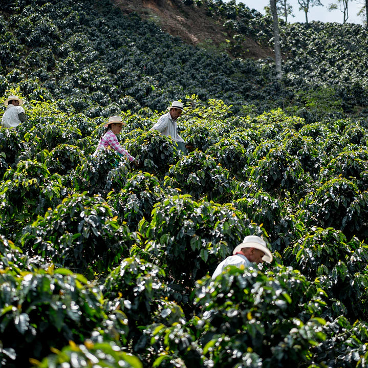 Café Colombia Caldas / Risaralda