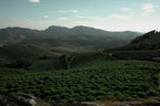Café Espírito Santo Mountain