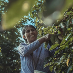 Café Bolivia Caranavi