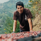 Café Bolivia Caranavi