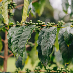 Café Bolivia Pacamara Lavado - Felipe Guarachi 125 gr