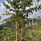 Café Bolivia Java Lavado - Guillermo Chuquimia 125 gr