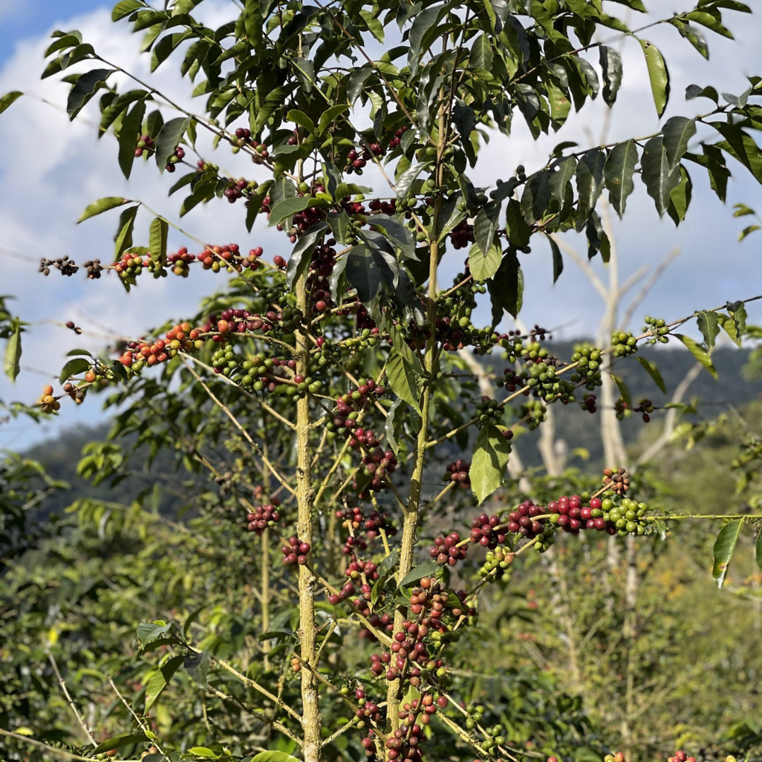 Café Bolivia Java Lavado - Guillermo Chuquimia 125 gr