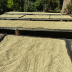 Café Bolivia Caranavi