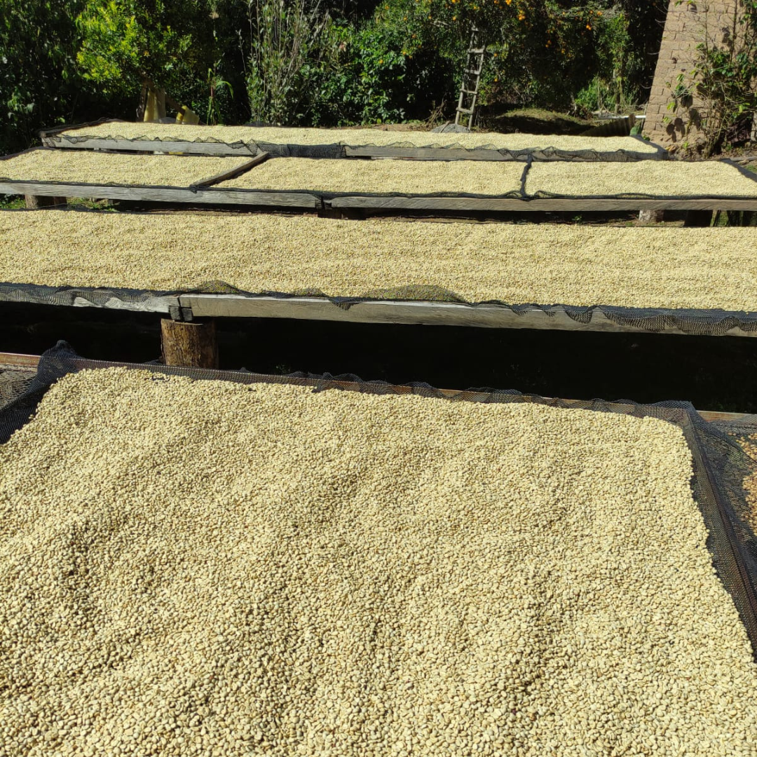 Café Bolivia Caranavi